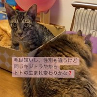 くつろぐ2匹の猫