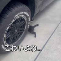 ひとりぼっちの子猫