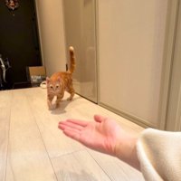 飼い主の手に近づく猫