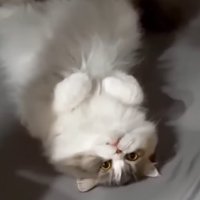 ボーっとする猫