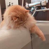 湯船に前足を伸ばす猫