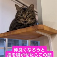 棚の上で目を丸くしながら香箱座りをしている猫（前足を揃えている）