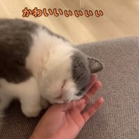飼い主の手に頭を擦り付ける猫