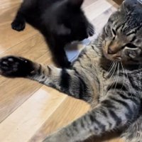 先住猫と遊ぶ子猫