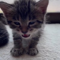 小さな声で鳴く子猫