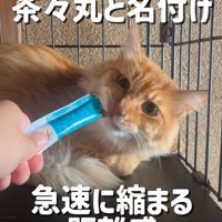 ケージの中でおやつを食べる茶々丸ちゃん