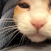ロビンくんのドアップ