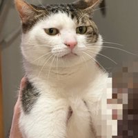 抱えられている猫