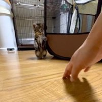 二足立ちする子猫