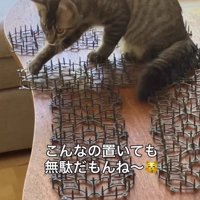 猫よけマットの棒に前足を触れる猫