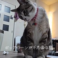 不思議そうなねこ