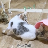 カラーをつけた猫に嗅がれる子猫