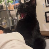 腕を上げている飼い主に向かって威嚇している猫