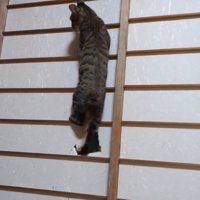 障子に大きな穴を開ける猫