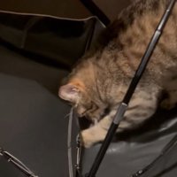 逆さまになった傘を前足で引っ掻く猫
