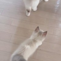 子猫を振り返るお姉さん猫