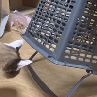 「家猫の捕獲は簡単」のテロップ写真3