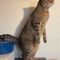 まっすぐ立つ猫