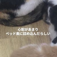 集まっている子猫たち