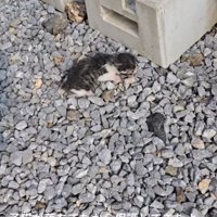 屋外にいる赤ちゃん猫