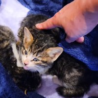 ケージの中の子猫に触れるママ