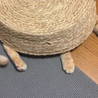 かごに入っている猫