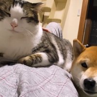 猫と犬
