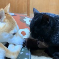 向き合うふたり(身を低く)