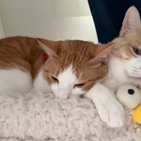 ベッドの上で寝ている二匹の猫