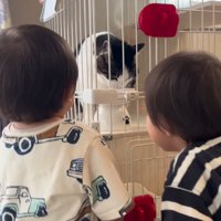猫を見る二人の男の子