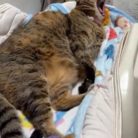 あくびをする猫