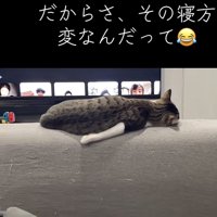 猫の後ろ姿の写真3