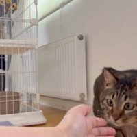 室内にいる猫