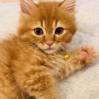 布団の上でくつろぐミヌエット