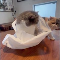 テーブルの上にいる猫