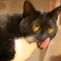 ブレた猫の写真