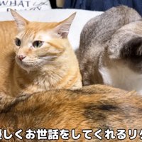 集まって座っている猫達