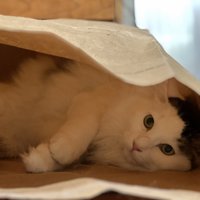 紙袋の中にいる猫