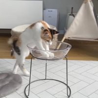 ベッドの中に両前足をIN