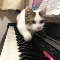 歩いてくる姿