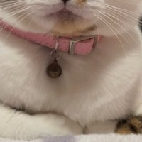 猫の前足と毛並み