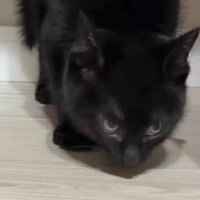 姿勢を低くする右側の黒い子猫
