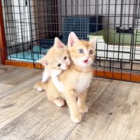 じゃれる姿
