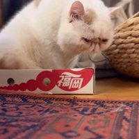 小さな箱に入る猫