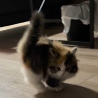 飼い主を見つめながら飛び跳ねる子猫