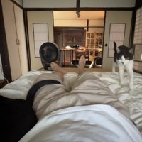 飼い主の寝る布団にやってきた白黒猫