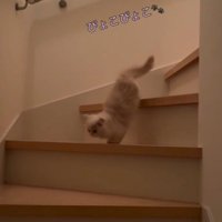 階段をおりるクリーム色の猫