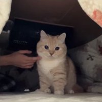 こたつの中で飼い主に撫でられているカメラ目線の猫