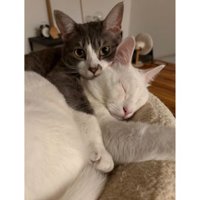 室内にいる猫