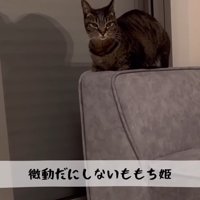 微動だにしない